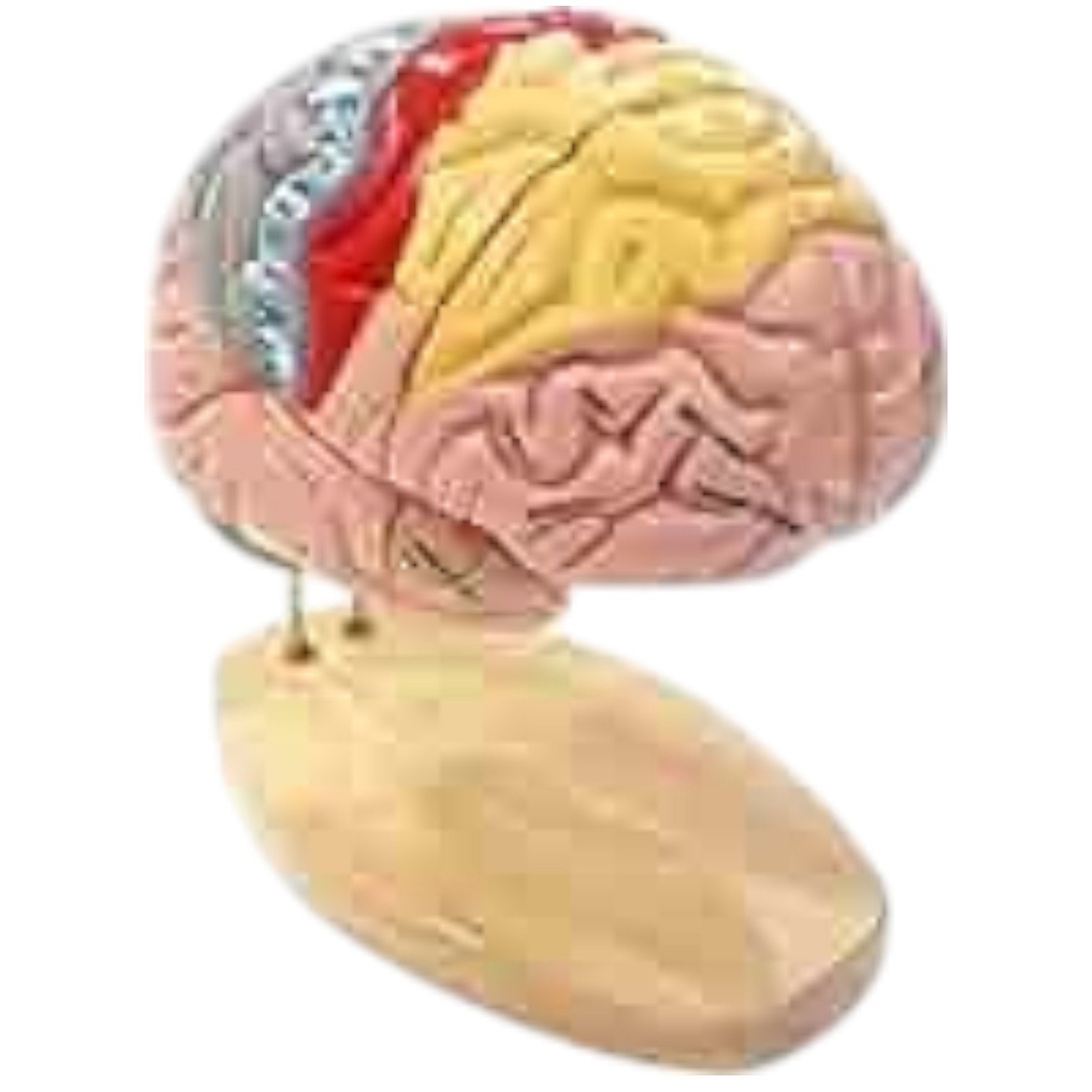 Zx 1422pn Brain Model Deluxe Enlarged 4 Parts Labsathi Ecommerce