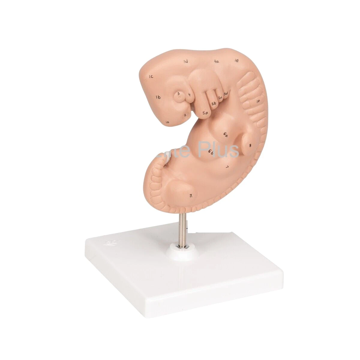 Human Embryo Model, Enlarged (Four weeks old)