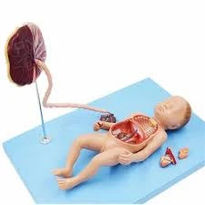 Full Term Fetus with Viscera and Placenta