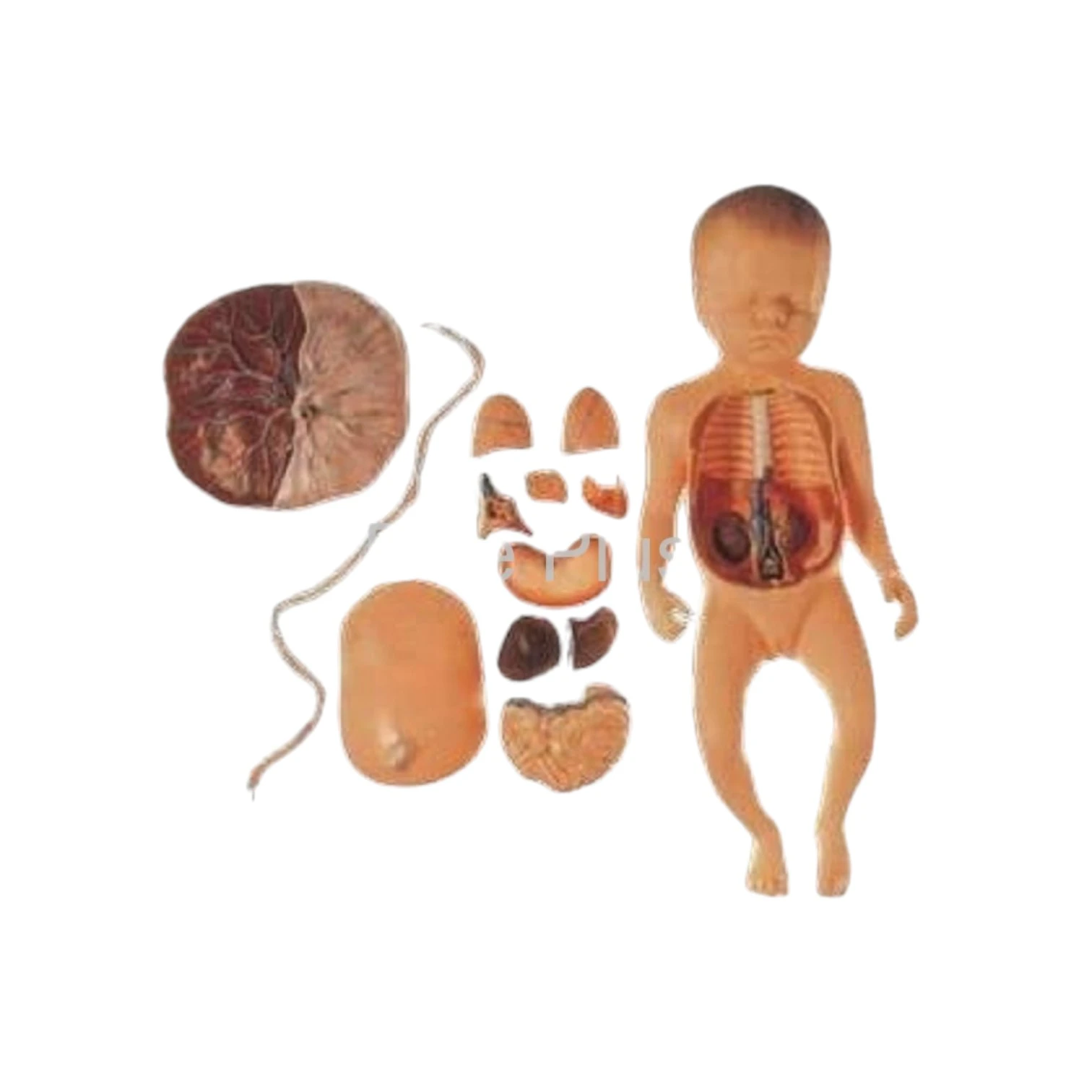 GD/A42008 Fetus with Viscera and Placenta