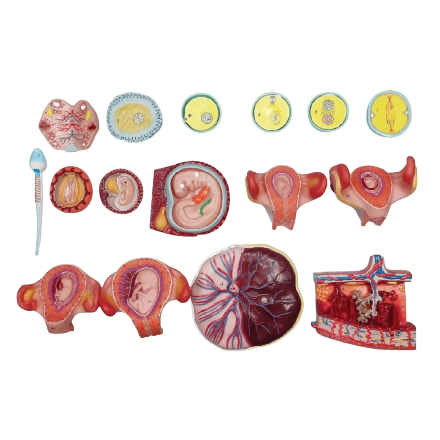 Human Fertilization and Embryogeny Model