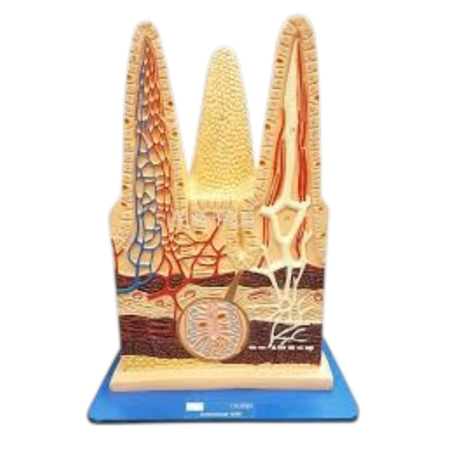 Intestinal Villi