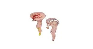 Brain Stem Model, Enlarged