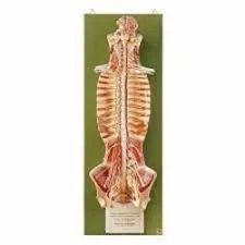 Spinal Cord in the Spinal Canal