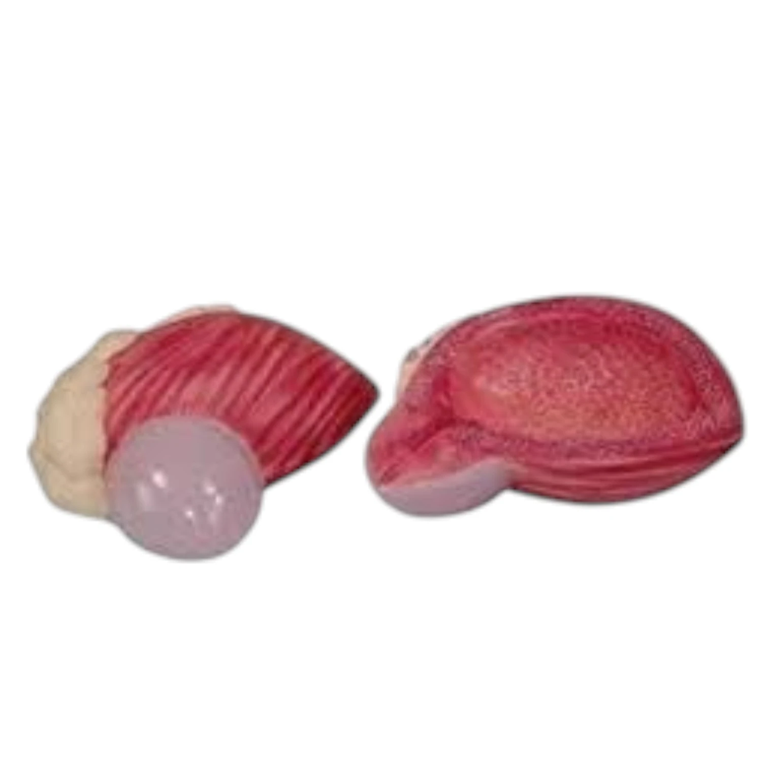 Expansion Model of Urinary Bladder