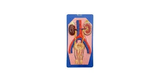 Human Excretory System