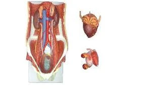 Urinary System Block Model Dual Sex, 6 Parts