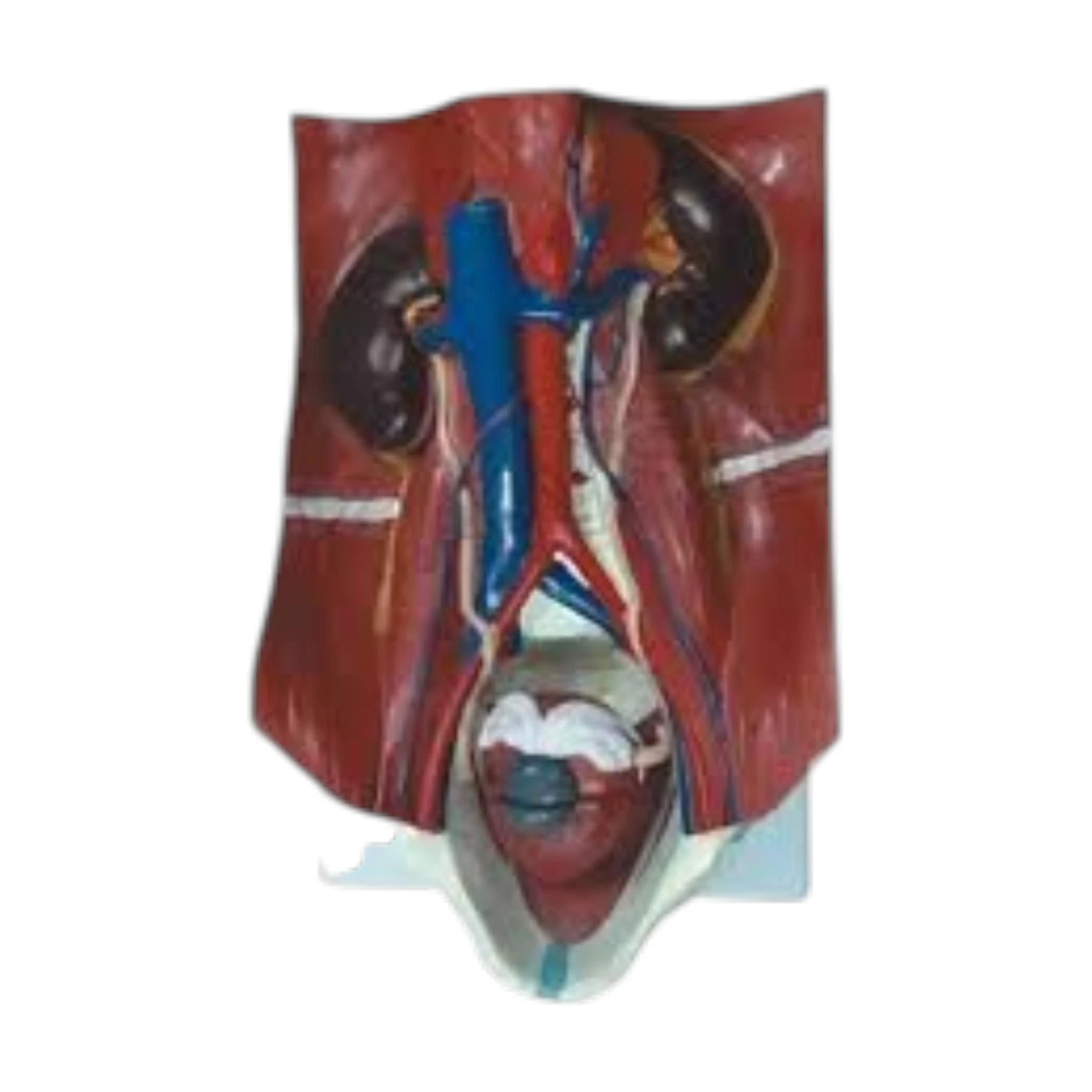 Urinary System Model
