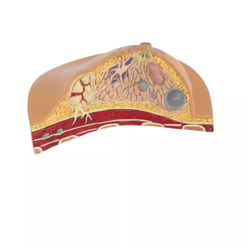 Breast Health Educational...