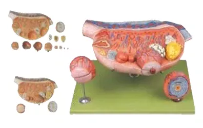 Anatomical Ovary Model