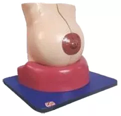 Anatomical Breast Model