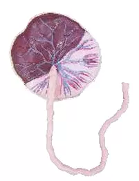 Placenta Model with Umbil...