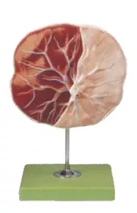Human Placenta