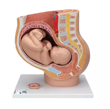 Miniature Pregnant Pelvis...