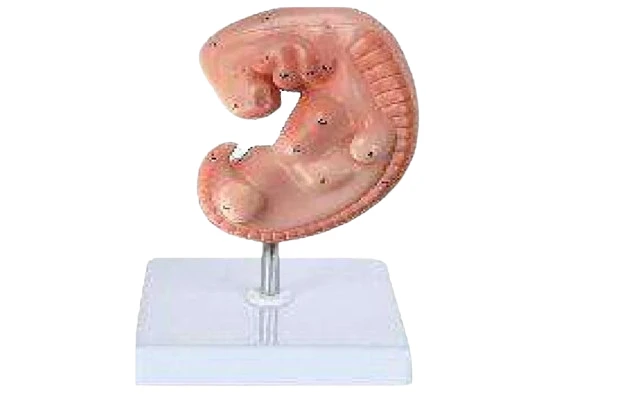 Enlarged Human Embryo Model (4 Weeks)
