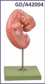 Fetal Development Model