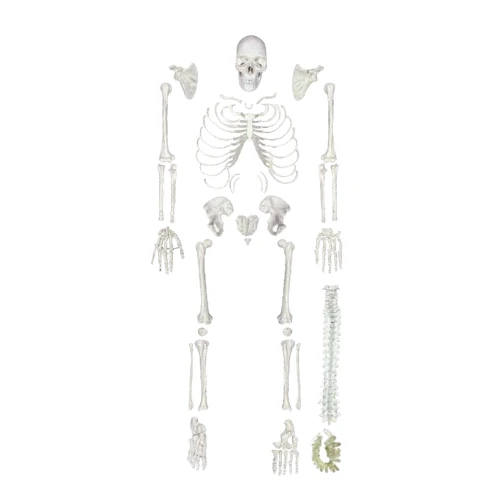 Human Skeleton Disarticulated with Intervertebral Discs