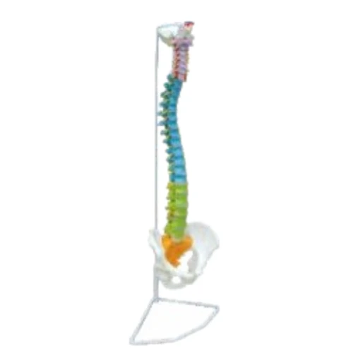 Vertebral Column Flexible, Didactic Painted