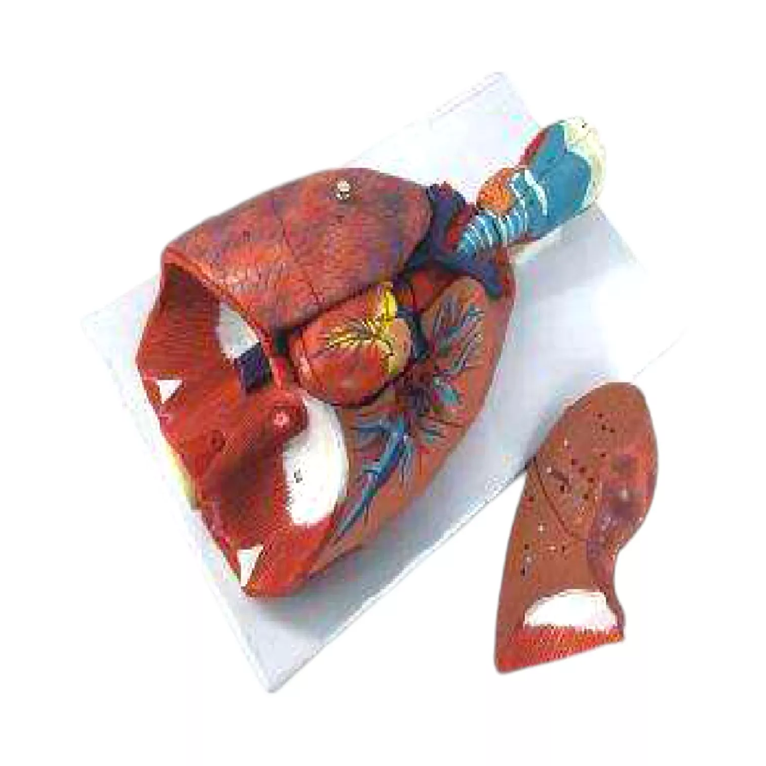 PVC Respiratory Model, 7-Part