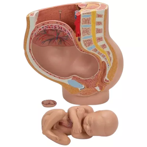 Female Pelvis Anatomical...