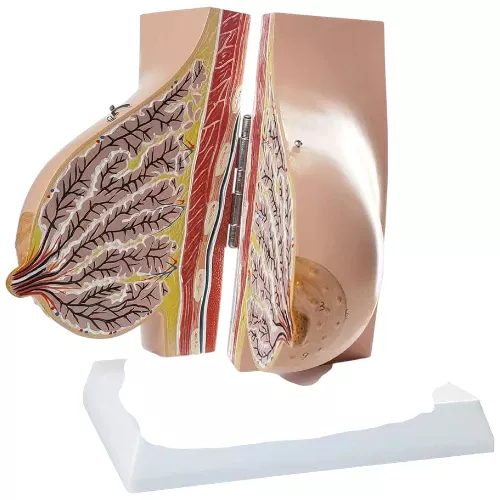 Breastfeeding Anatomy Mod...