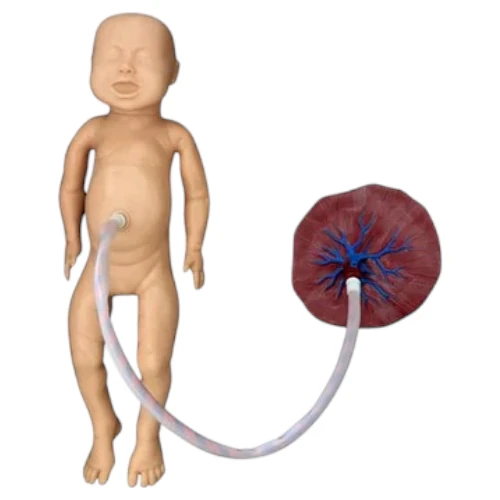 Newborn Baby Model with Placenta and Cord