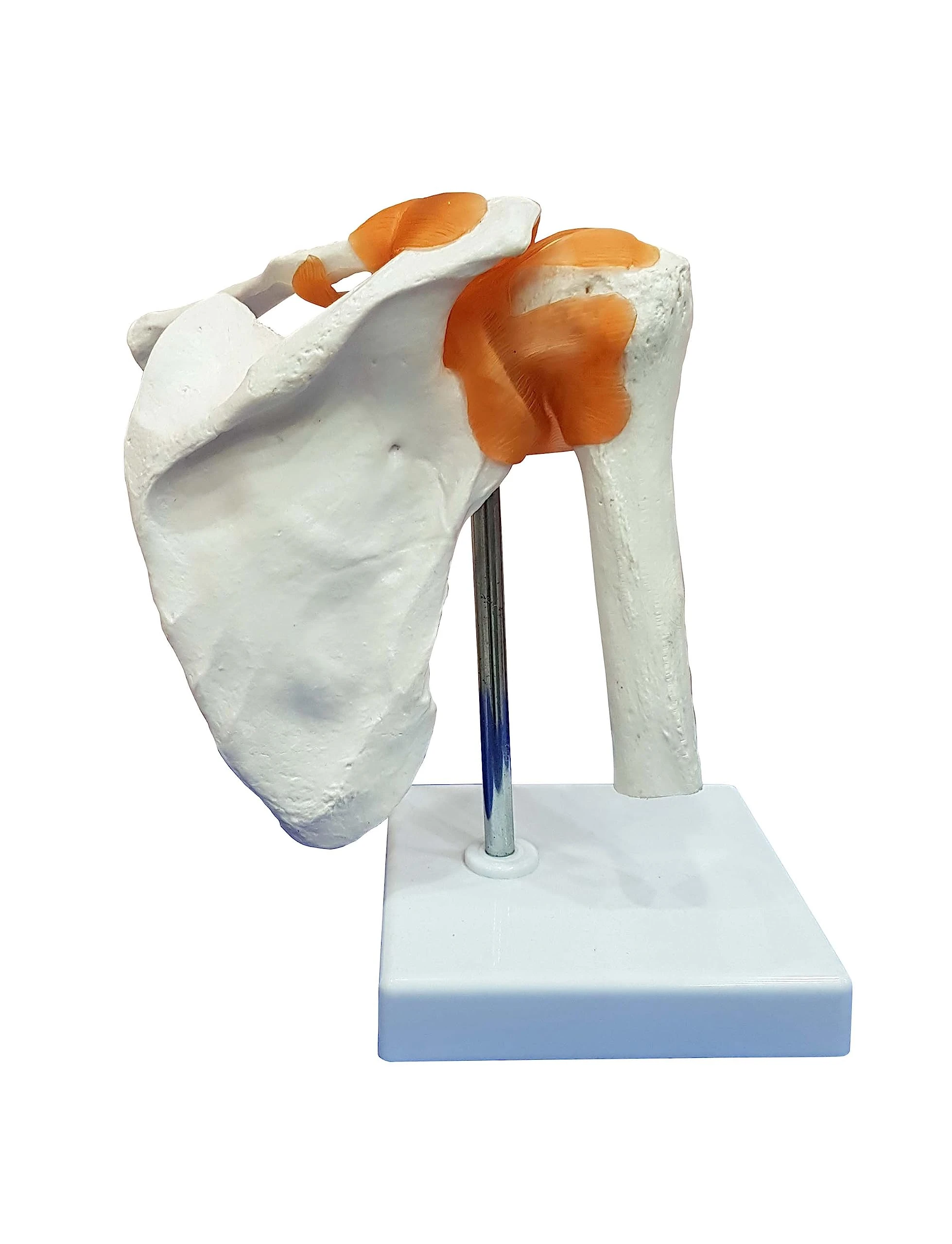 ZX-S109 Shoulder Joint Model Flexible