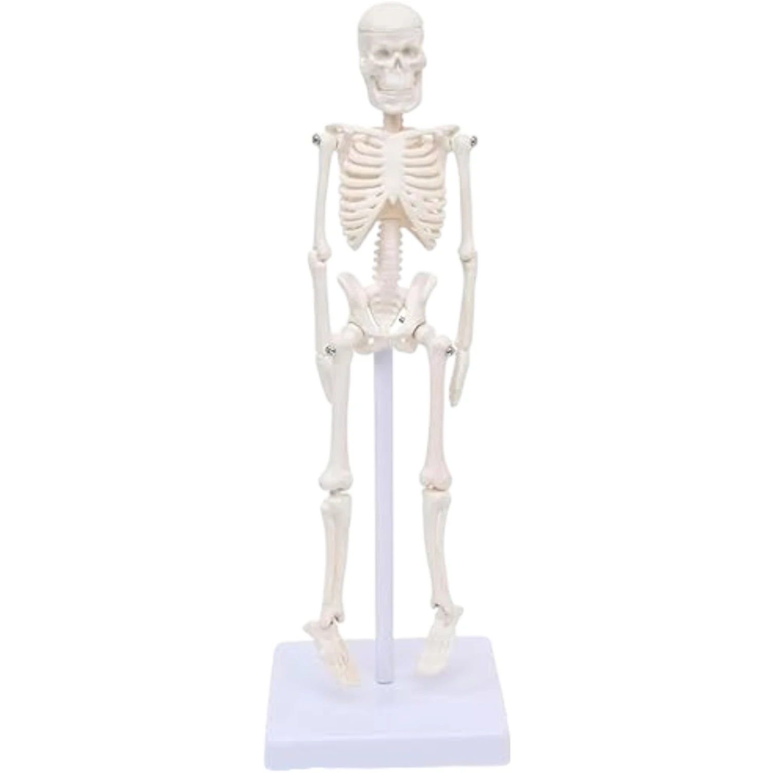 iny Skeleton, 21cm