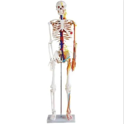 XC-102B Human Skeleton