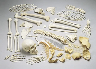 ZX-S130WC Human Skeleton Disarticulated with Intervertebral Discs