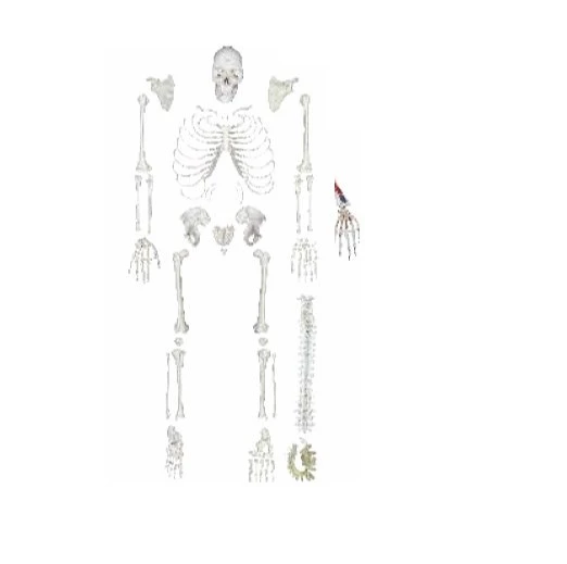 Human Skeleton Disarticulated with Intervertebral Discs