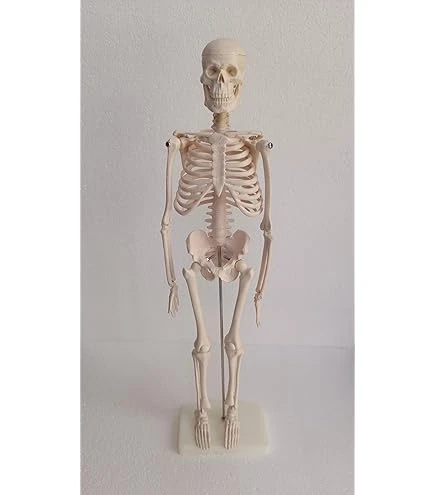 Desktop Skeleton 45 cm