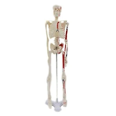 Human Skeleton Model 85 cm Numbered