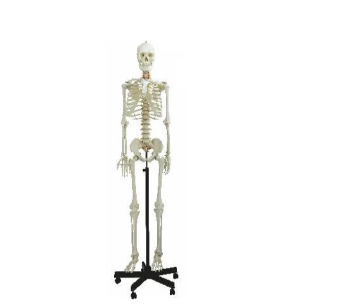 Human Skeleton Male Life Size Articulated