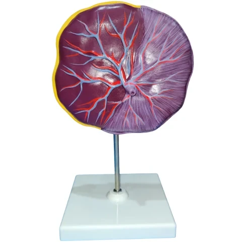 Human Placenta Model