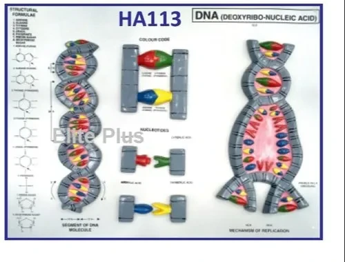 DNA