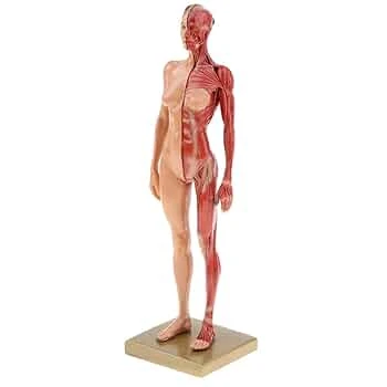 Full Size Human Female Body