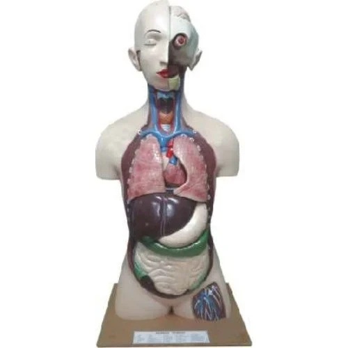 HUMAN BODY
