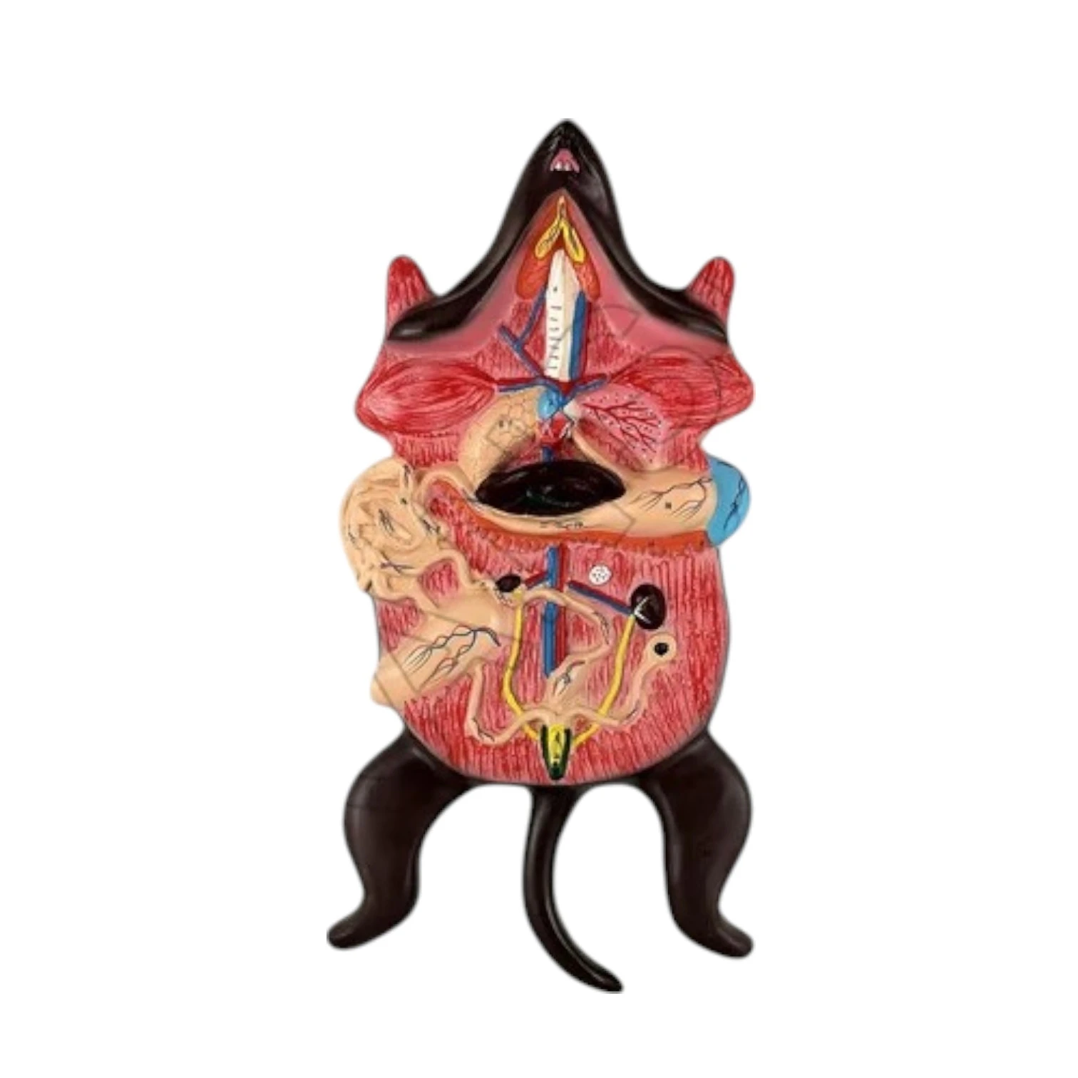 Rat Dissection