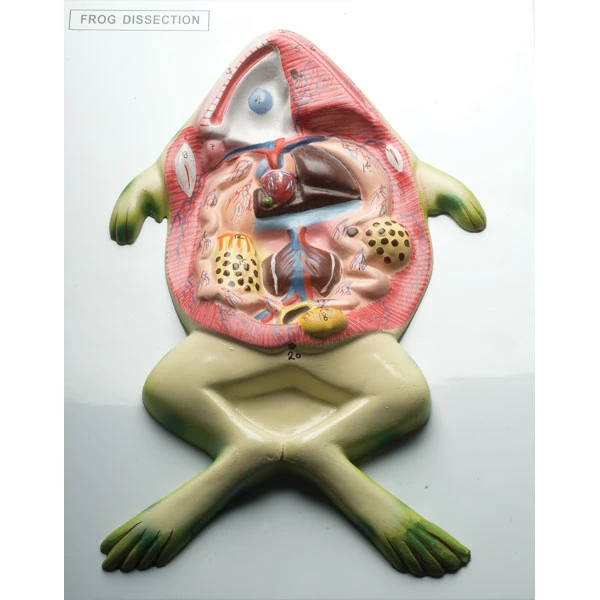 BMZ11Frog Dissection