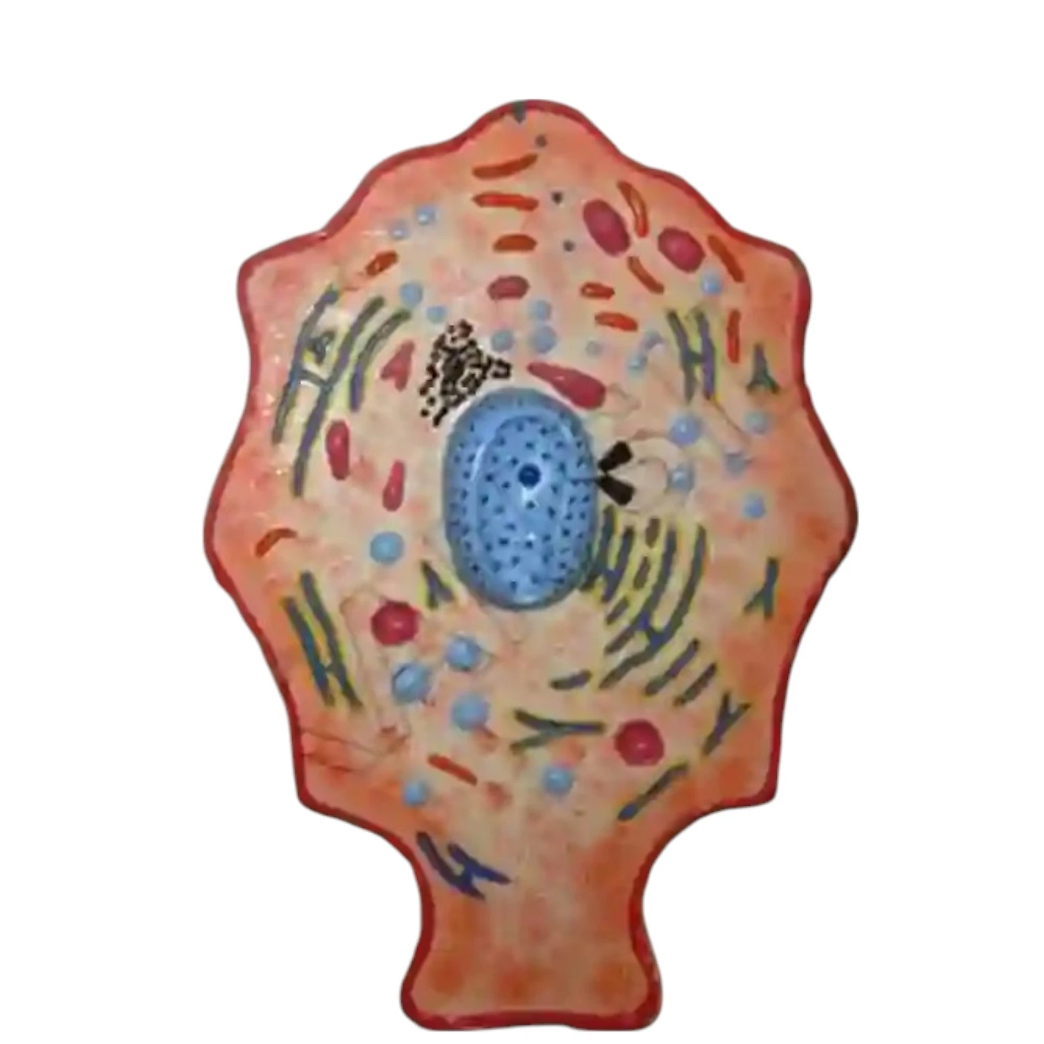 BMZ01 Animal Cell