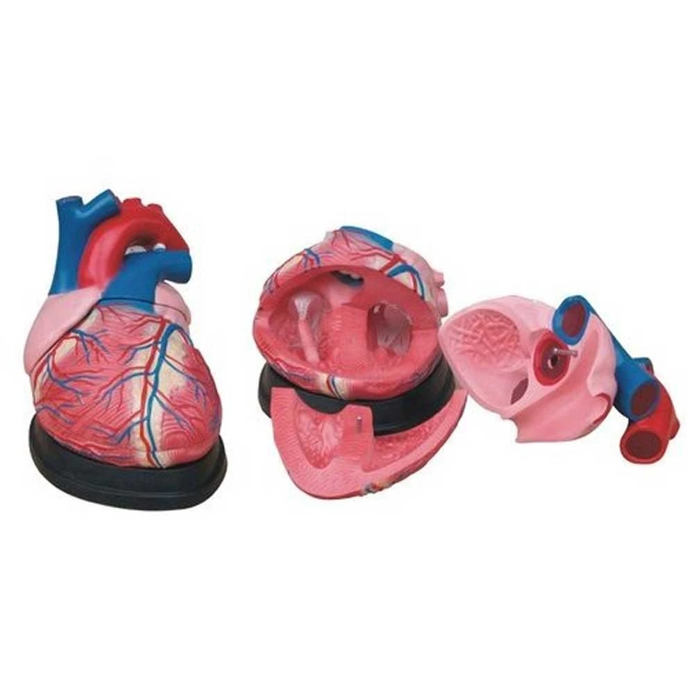 XC-307 Jumbo Heart Model