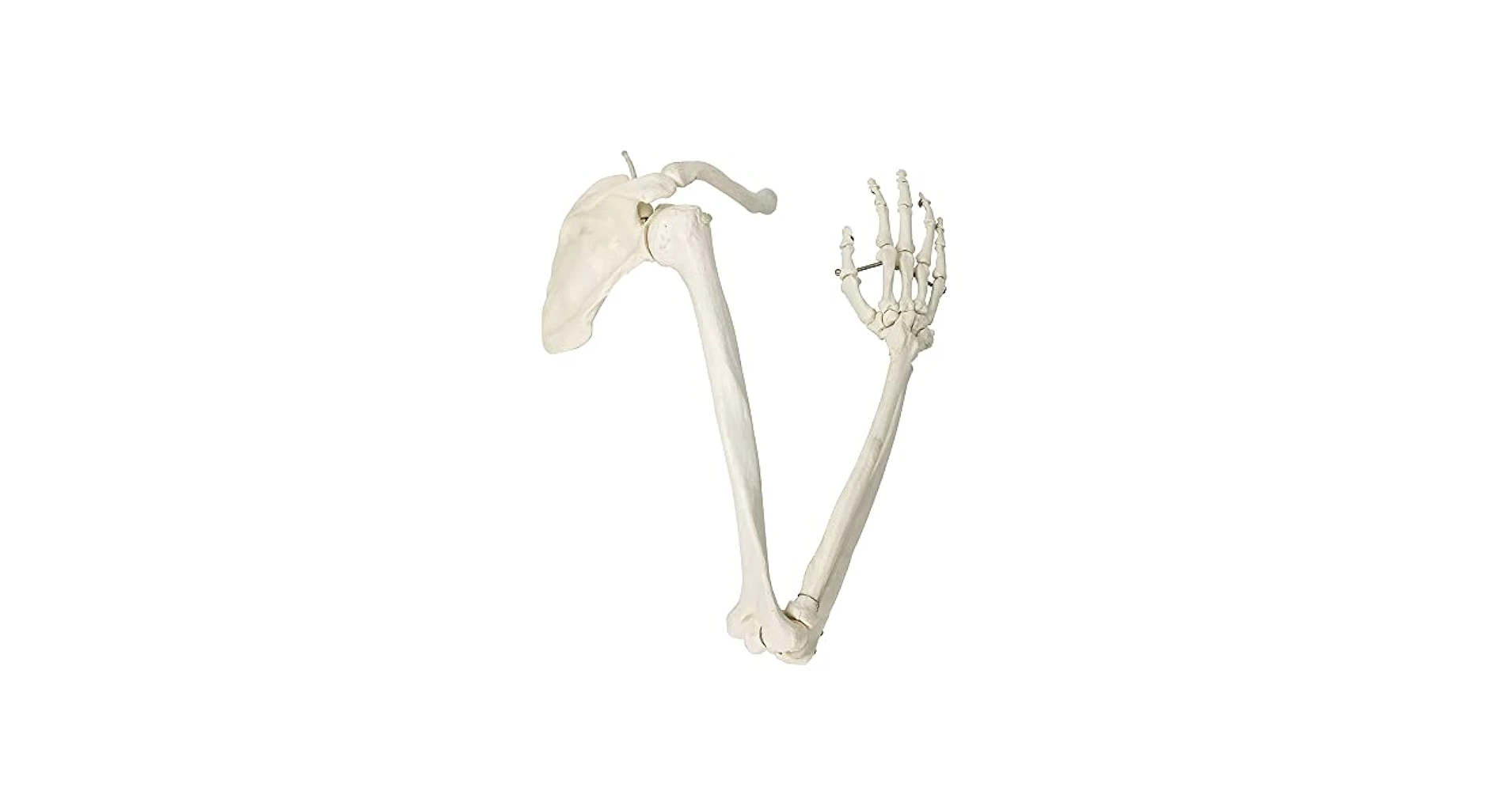 ZX-1211 Arm Bones Model Life Size