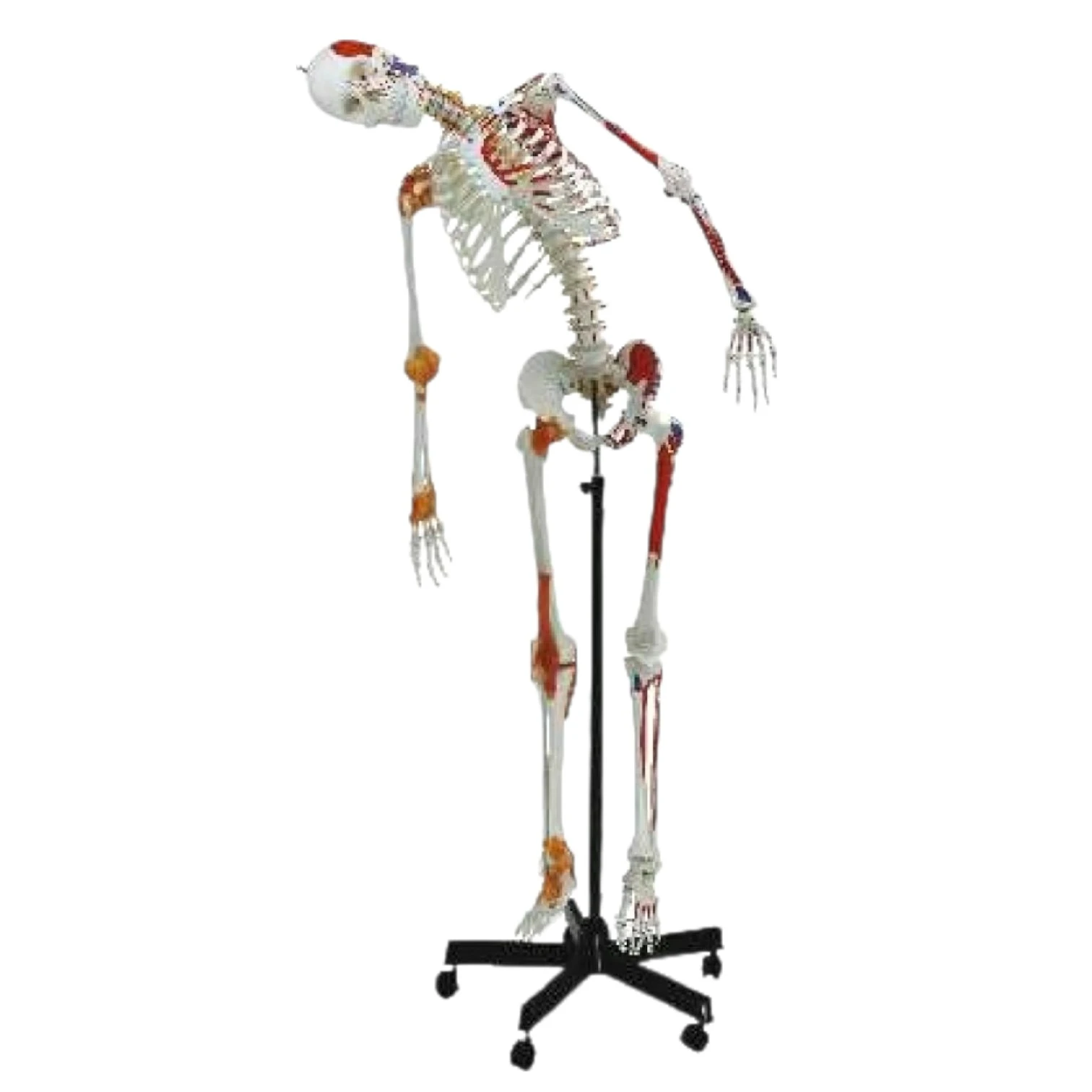 ZX-S101PN Human Skeleton with Muscle Insertion & Ligaments with Flexible