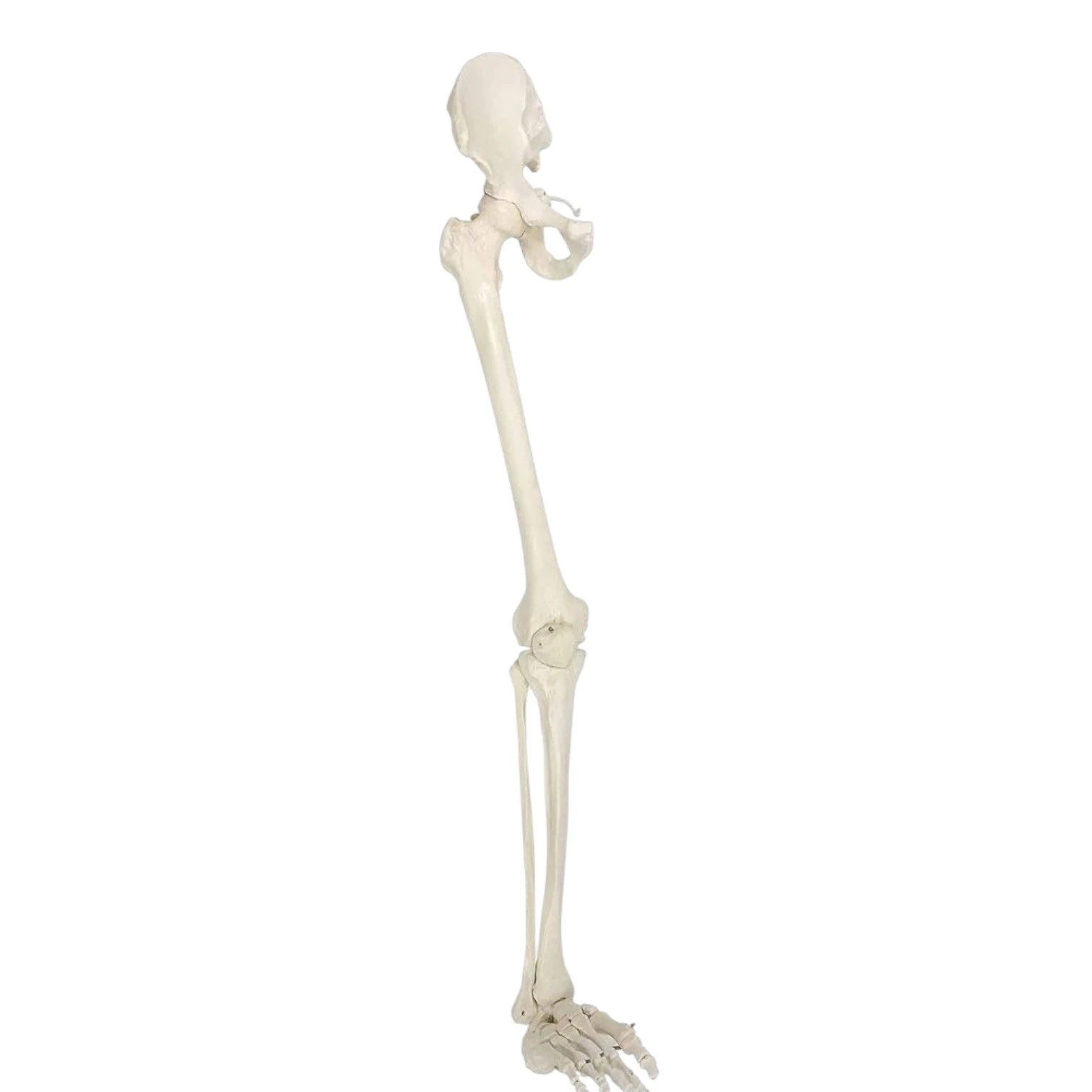 ZX-1210 Leg Bones Model Life Size