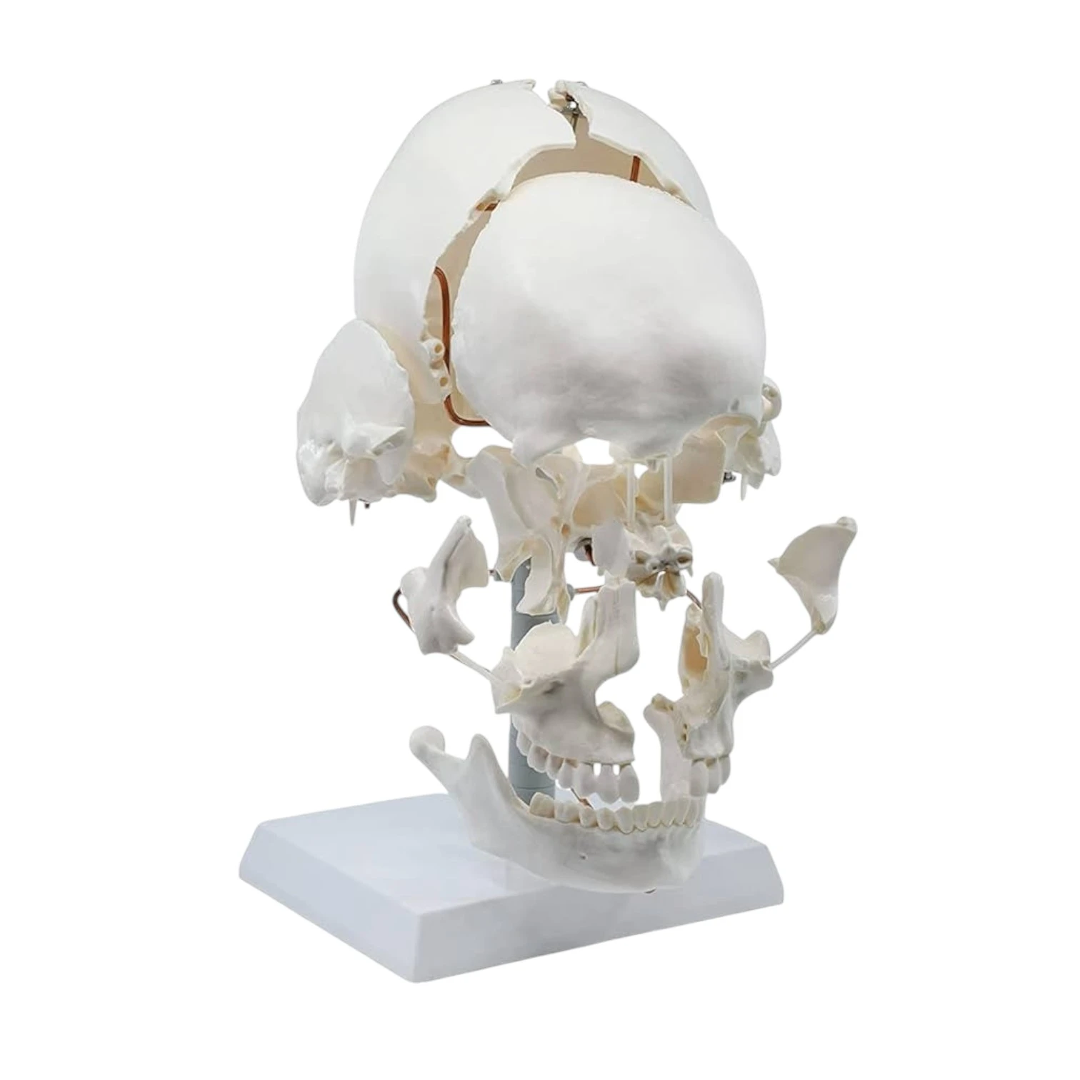 ZX-1205 Skull Model Exploded 22 Parts