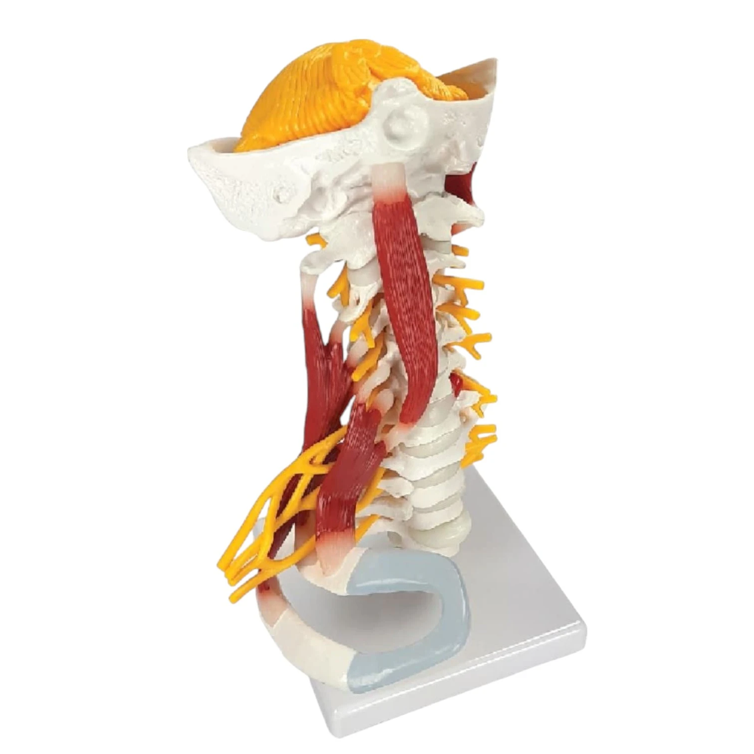 ZX-1228 Cervical Spine & Occipital Bone, Nerves and Muscles