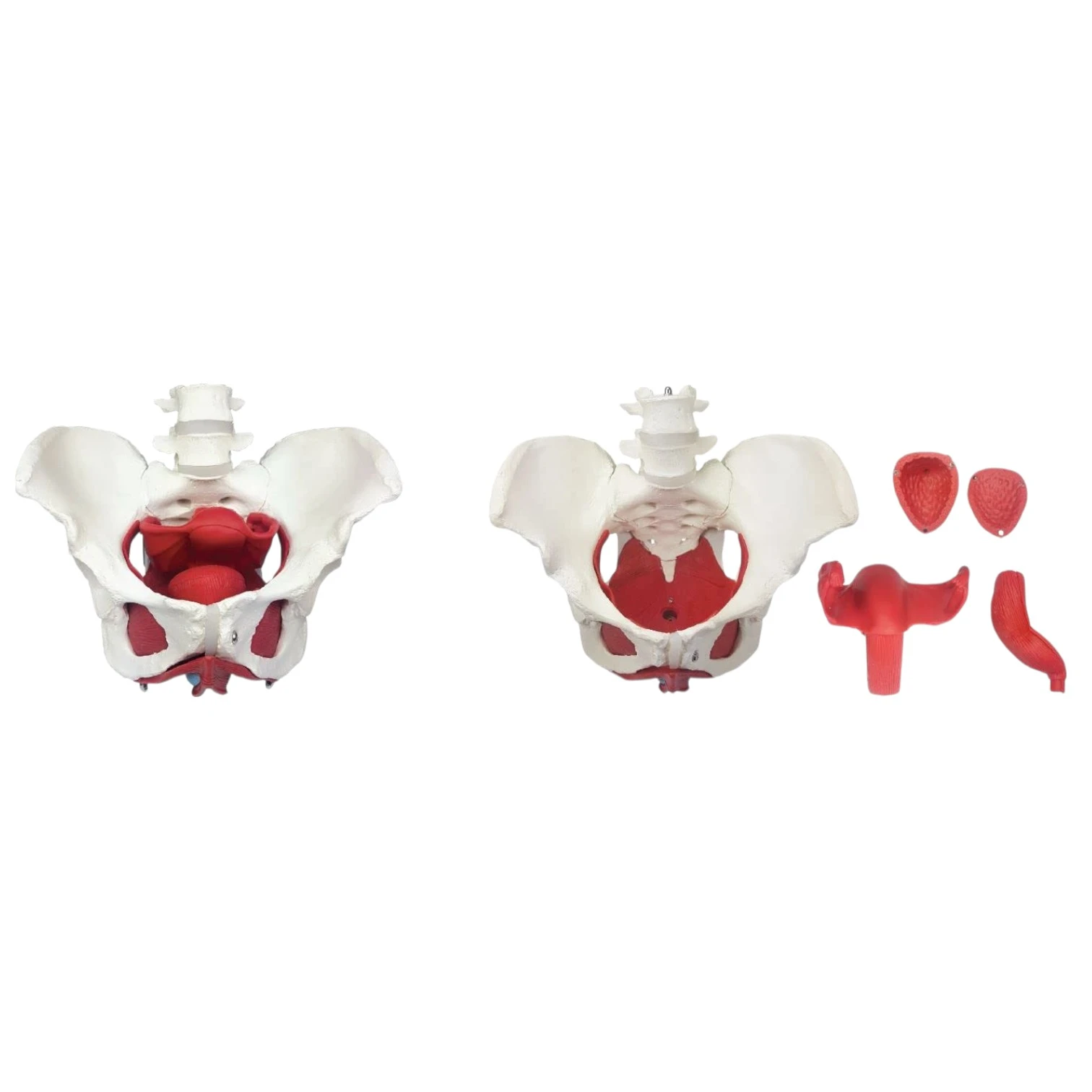 ZX-1233 Female Pelvic Muscles with Removable Genitals