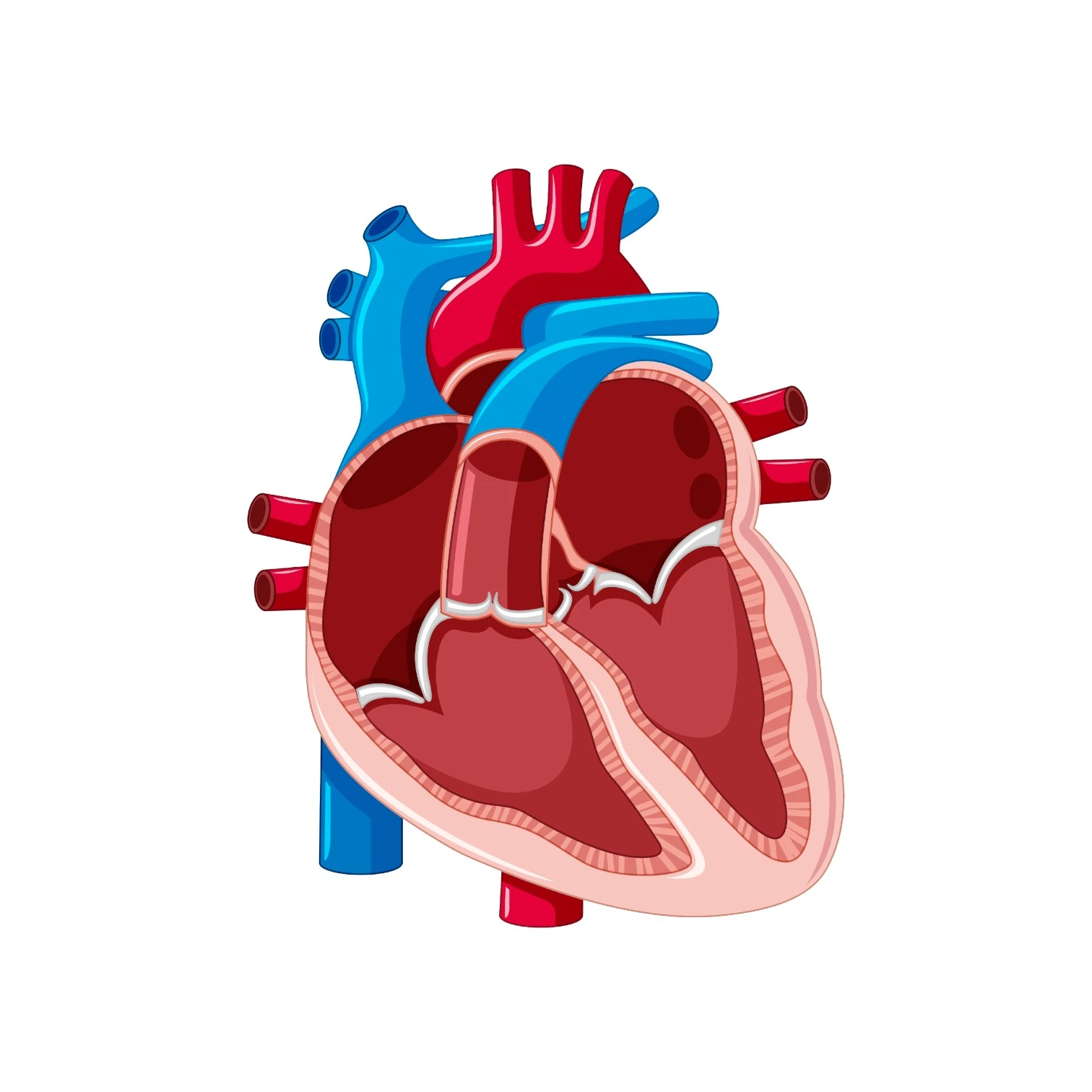 Heart wall mount Sticker 12'x18''