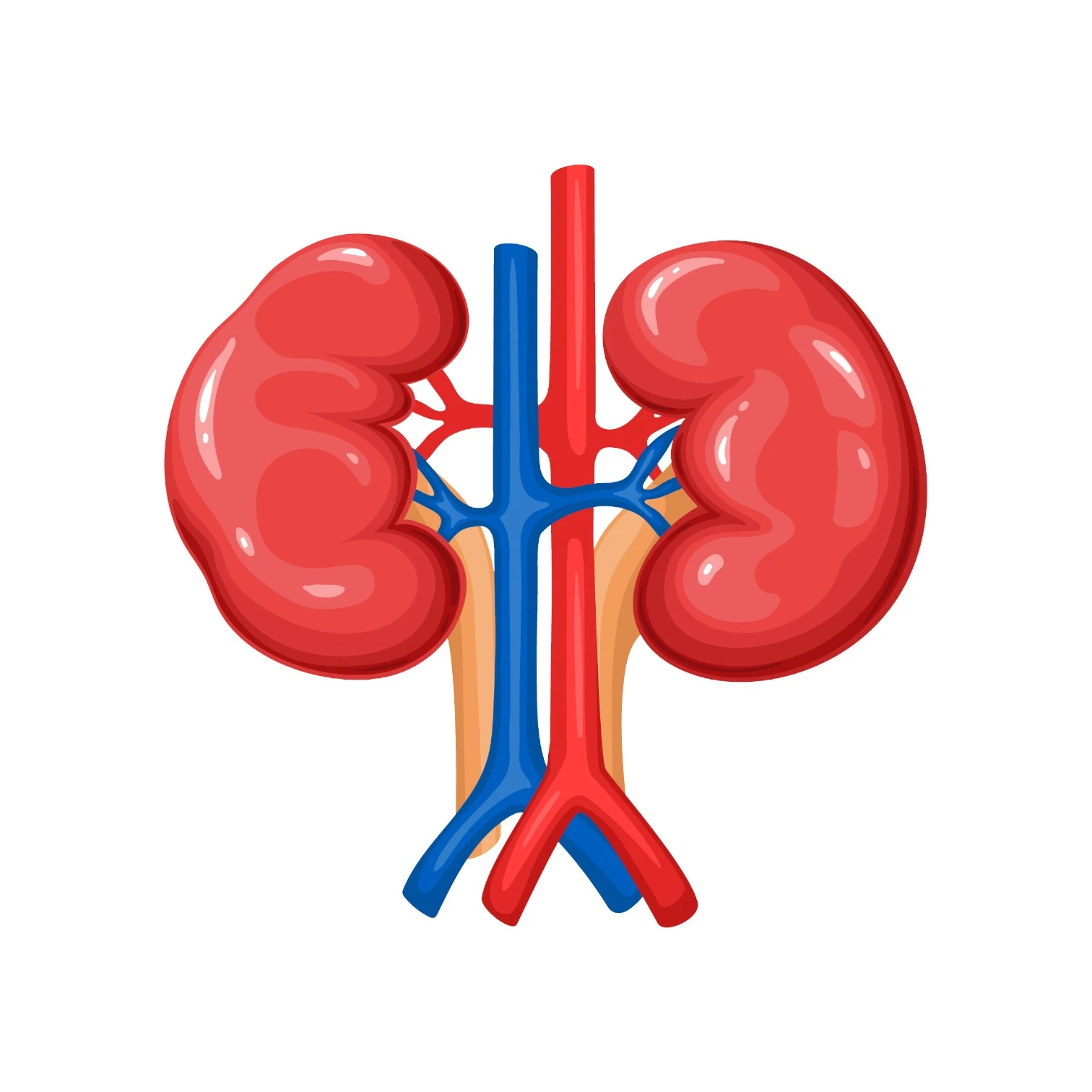 Kidney wall mount Sticker 12'x18''